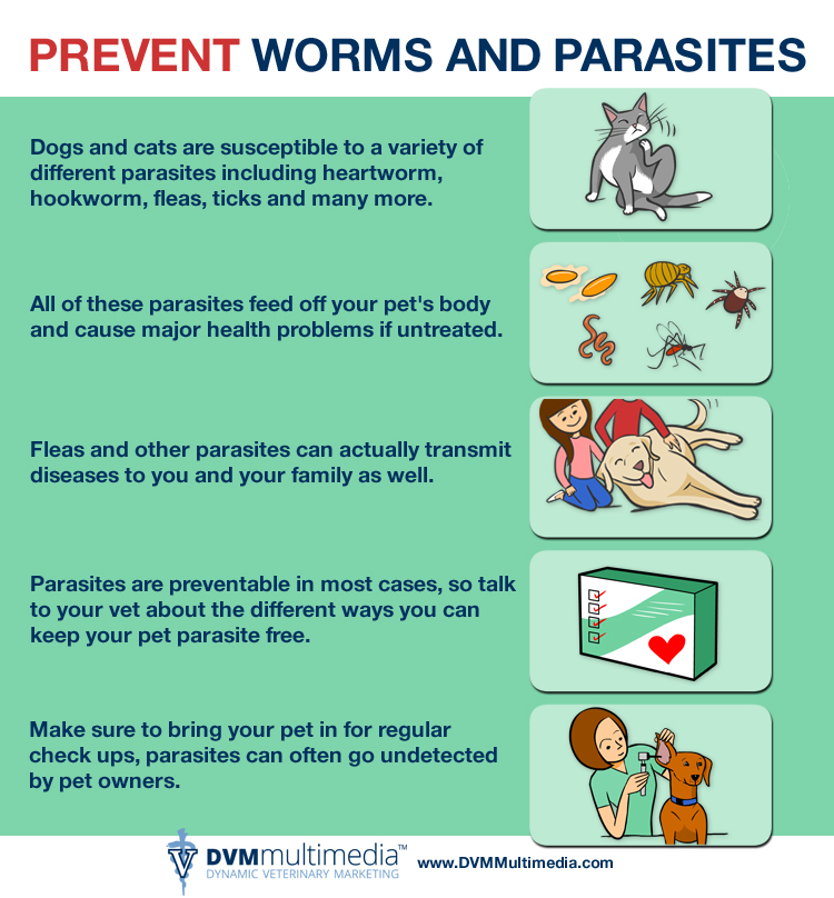 Protect Your Pet