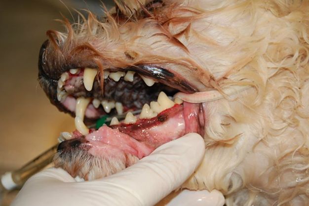 Dental