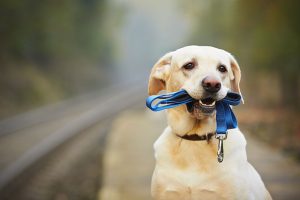 dog30